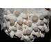 Мицелий Вешенки королевской / Эринги (Pleurotus eryngii) Мицелий Вешенки королевской / Эринги (Pleurotus eryngii)